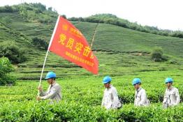 貼心服務(wù) 讓春茶飄香